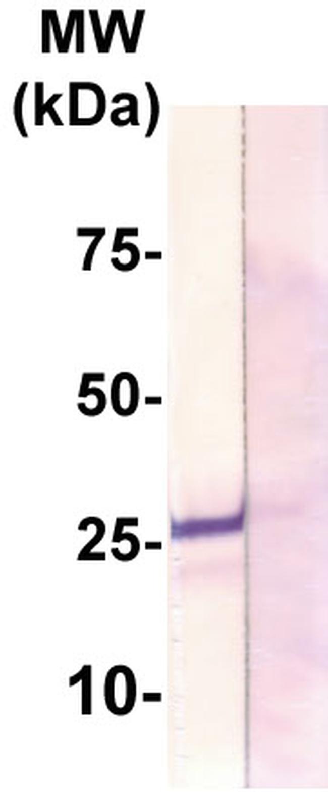 Claudin 12 Antibody in Western Blot (WB)