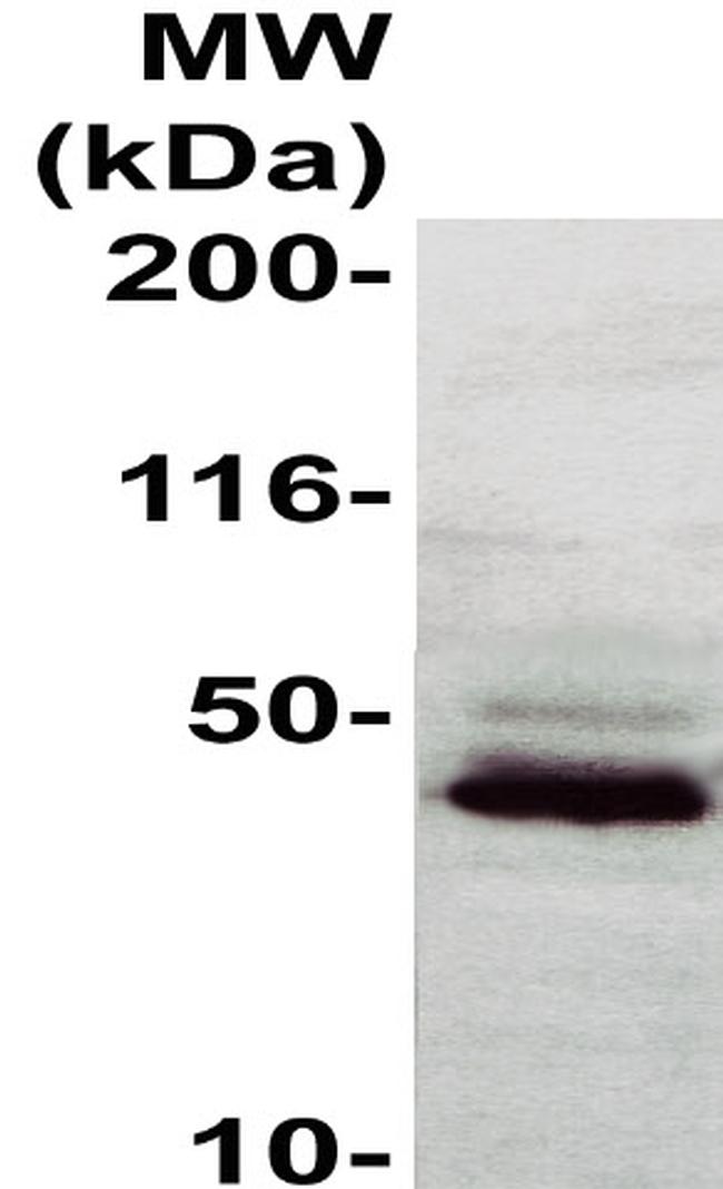 Ephrin B3 Antibody in Western Blot (WB)