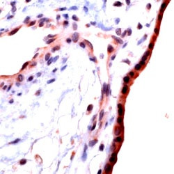 TGF beta 1 Antibody in Immunohistochemistry (PFA fixed) (IHC (PFA))