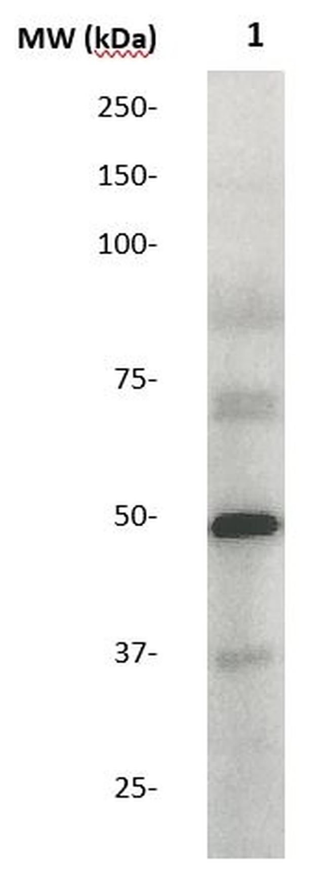 Phospho-Myc (Thr358) Antibody in Western Blot (WB)