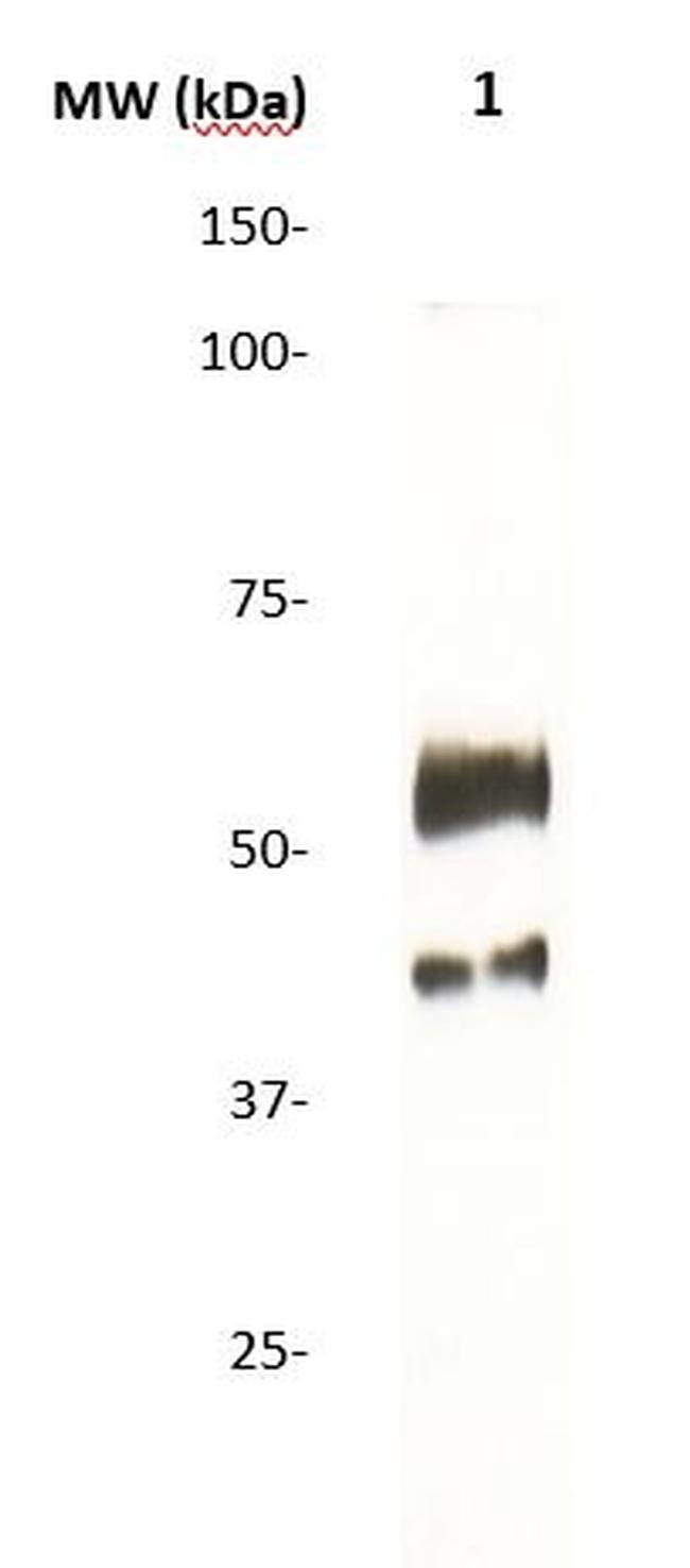 Phospho-Rel (Ser503) Antibody in Western Blot (WB)