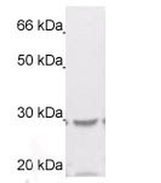 14-3-3 zeta Antibody in Western Blot (WB)