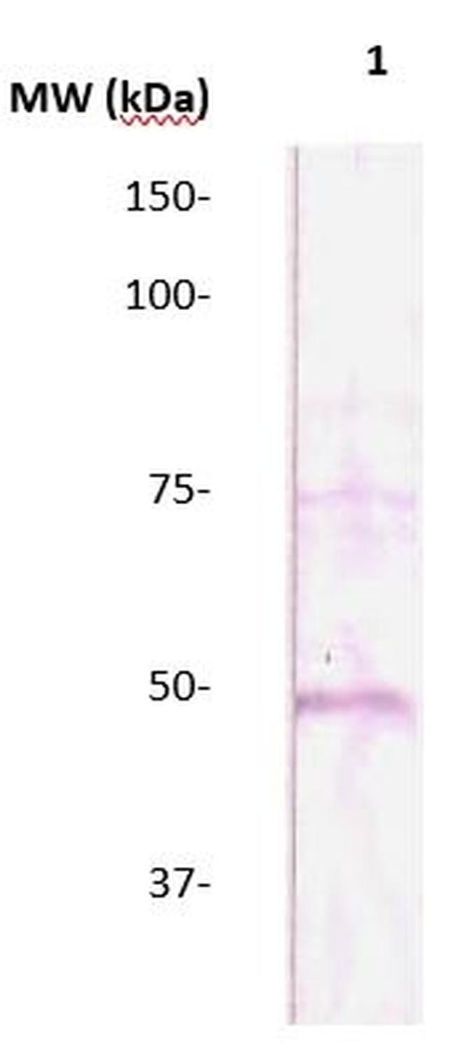 Caspase 9 Antibody in Western Blot (WB)