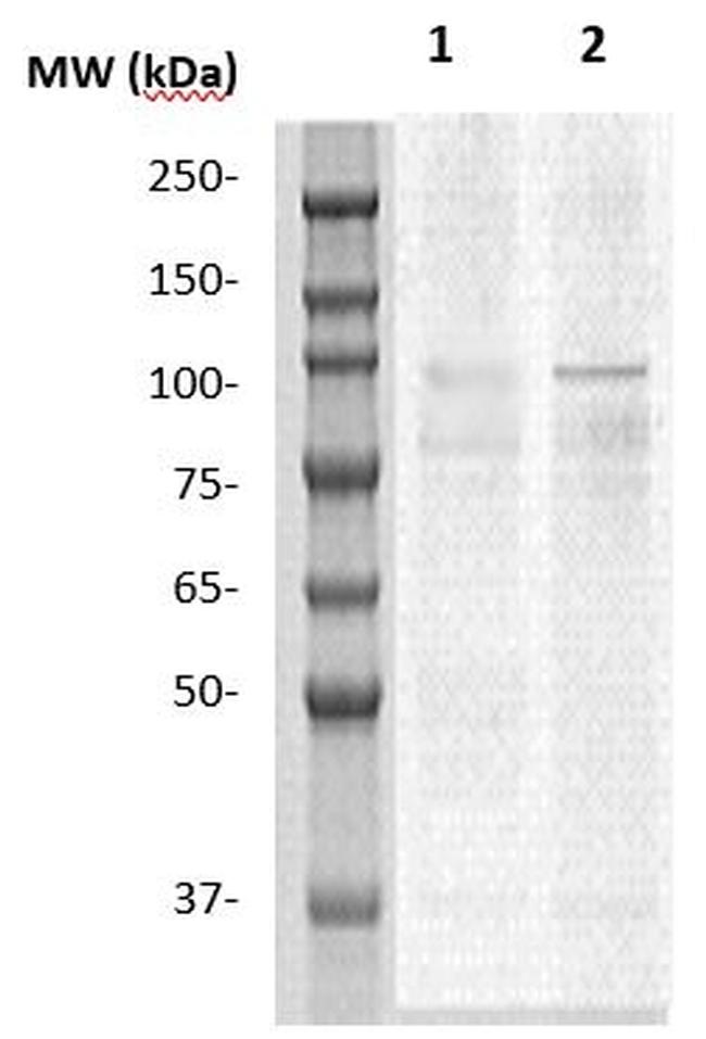 GABA Receptor 1 Antibody in Western Blot (WB)