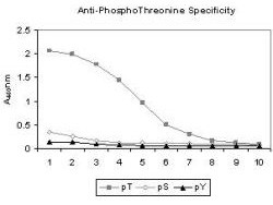 Phosphothreonine Antibody in ELISA (ELISA)