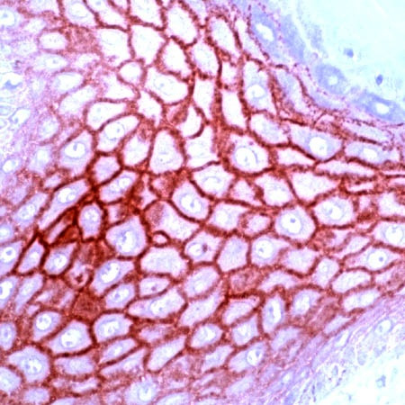 Claudin 1 Antibody in Immunohistochemistry (PFA fixed) (IHC (PFA))