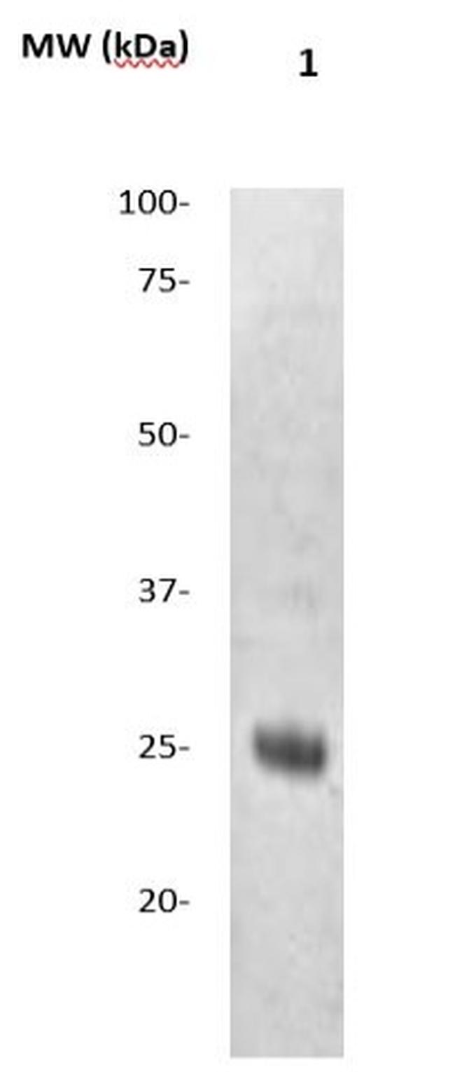 Claudin 1 Antibody in Western Blot (WB)