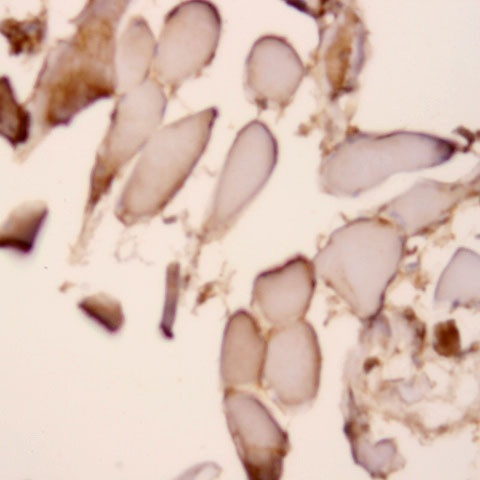 TGF-alpha Antibody in Immunohistochemistry (Paraffin) (IHC (P))