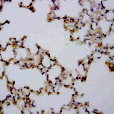 Claudin 5 Antibody in Immunohistochemistry (Paraffin) (IHC (P))