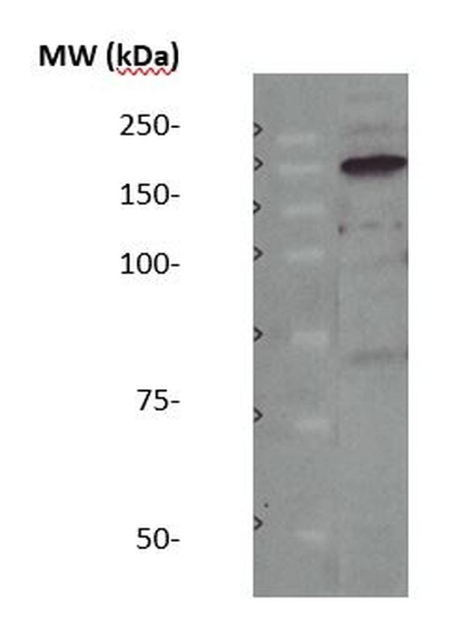 bNOS Antibody in Western Blot (WB)