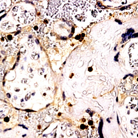 Caspase 1 Antibody in Immunohistochemistry (Paraffin) (IHC (P))