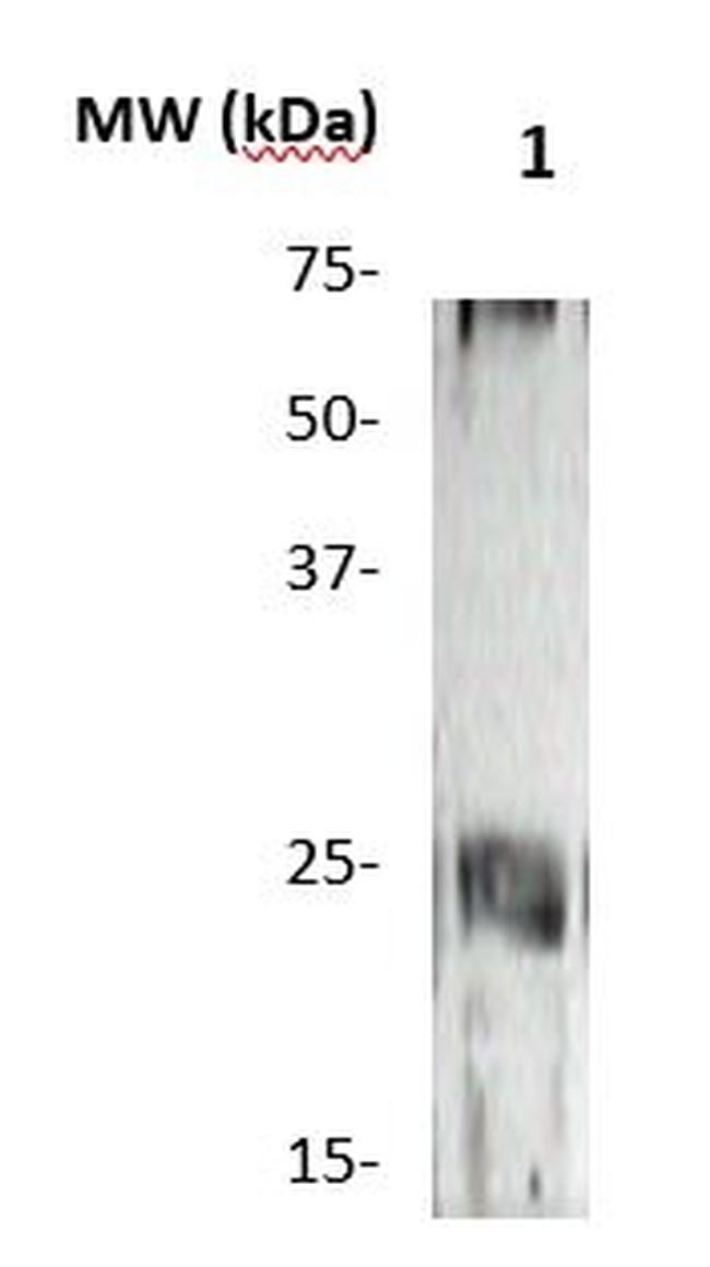 Claudin 2 Antibody in Western Blot (WB)