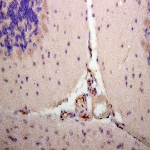 eNOS Antibody in Immunohistochemistry (Paraffin) (IHC (P))