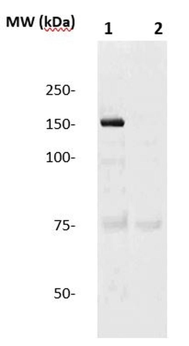 eNOS Antibody in Western Blot (WB)