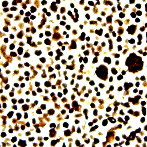 c-myb/v-myb Antibody in Immunocytochemistry (ICC/IF)