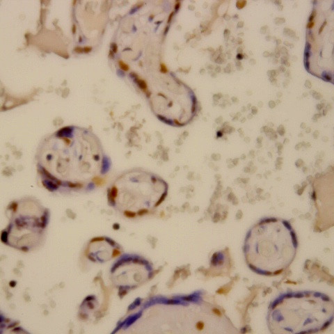 Caspase 2 Antibody in Immunohistochemistry (Paraffin) (IHC (P))