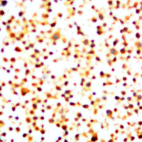 Cyclin A Antibody in Immunocytochemistry (ICC/IF)