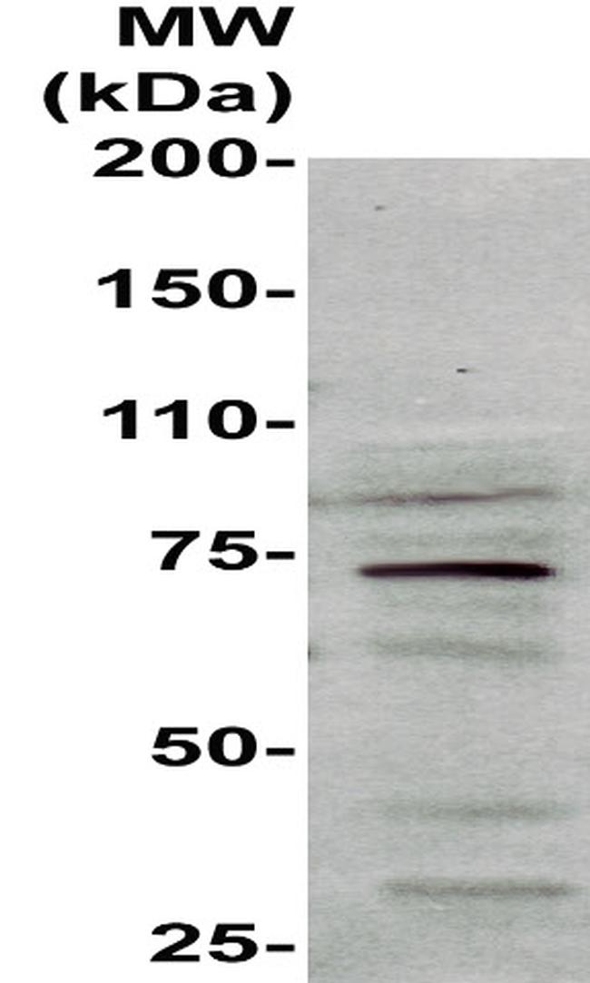 Heat Shock Factor 1 Antibody in Western Blot (WB)