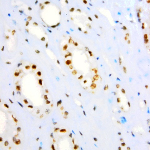 p19/INK4d Antibody in Immunohistochemistry (Paraffin) (IHC (P))