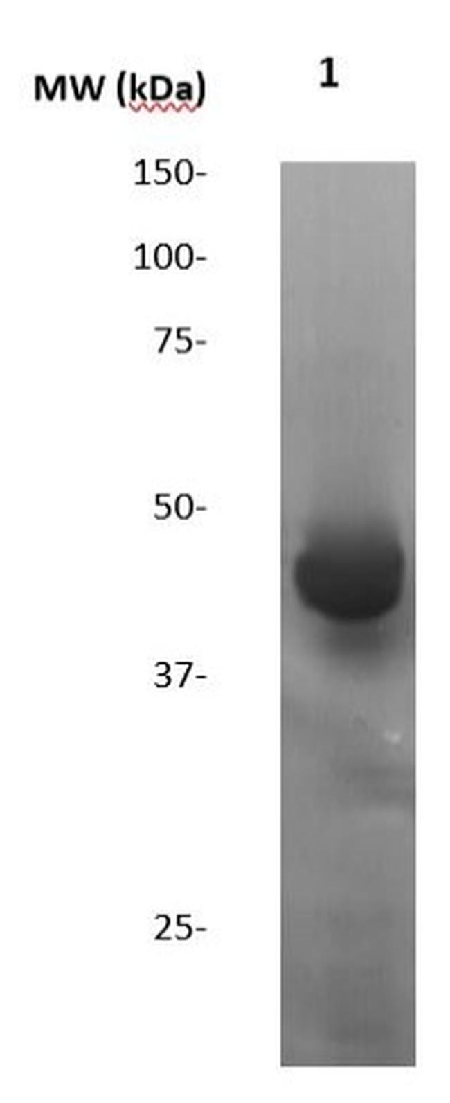 HRP Antibody in Western Blot (WB)