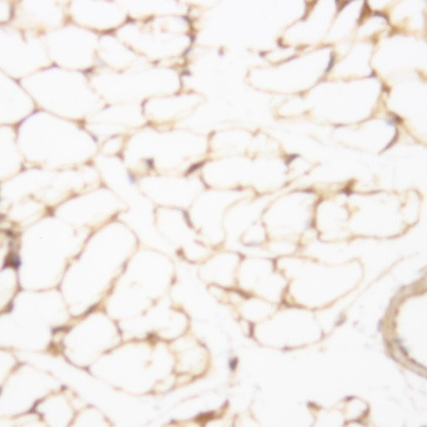 cyclic adenosine monophosphate (cAMP) Antibody in Immunohistochemistry (Paraffin) (IHC (P))