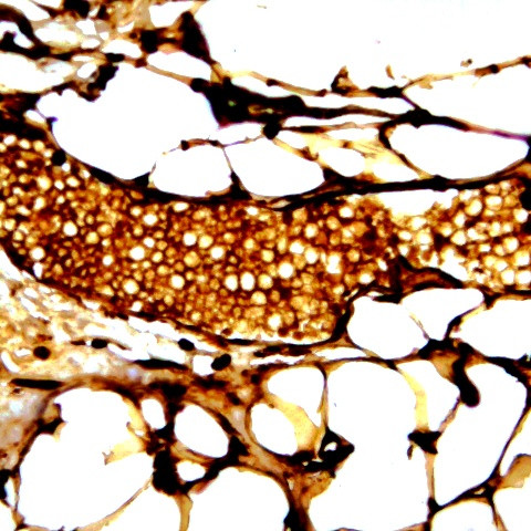 Cyclic adenosine monophosphate (cAMP) Antibody in Immunohistochemistry (Paraffin) (IHC (P))