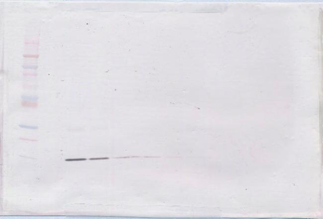 IL-2 Antibody in Western Blot (WB)