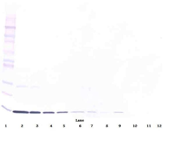 IL-3 Antibody in Western Blot (WB)