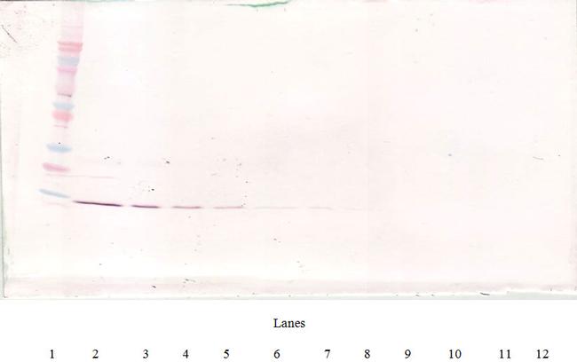 IL-4 Antibody in Western Blot (WB)