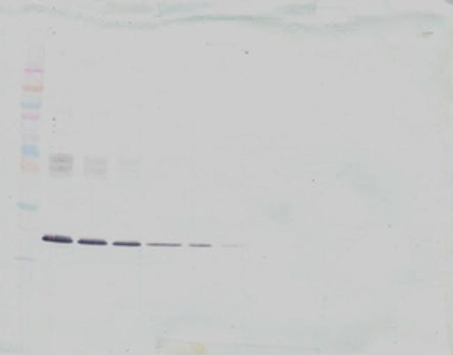 IL-6 Antibody in Western Blot (WB)