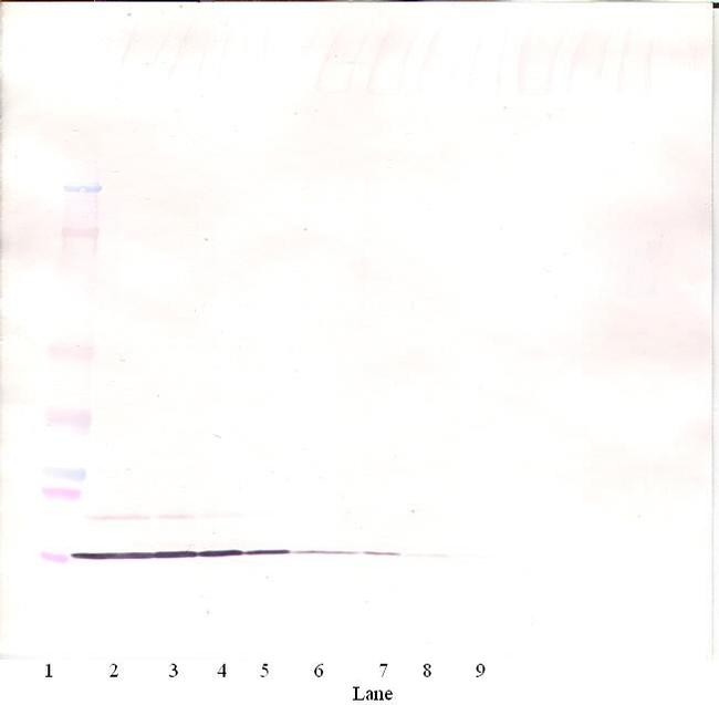 IL-8 (CXCL8) Antibody in Western Blot (WB)