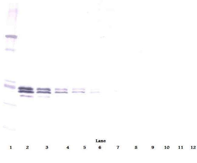 IL-12 p70 Antibody in Western Blot (WB)