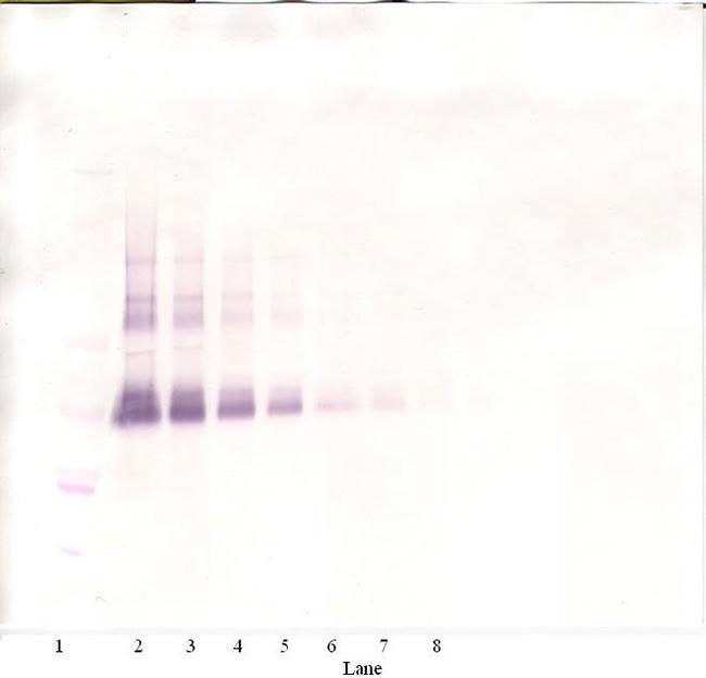 BMP-4 Antibody in Western Blot (WB)