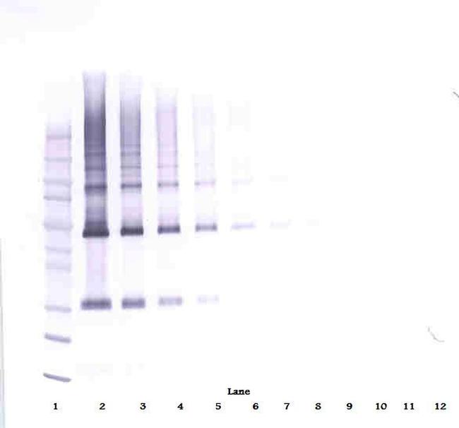 Adiponectin Antibody in Western Blot (WB)