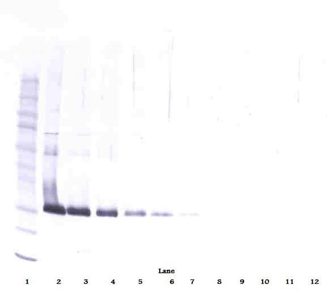 Adiponectin Antibody in Western Blot (WB)