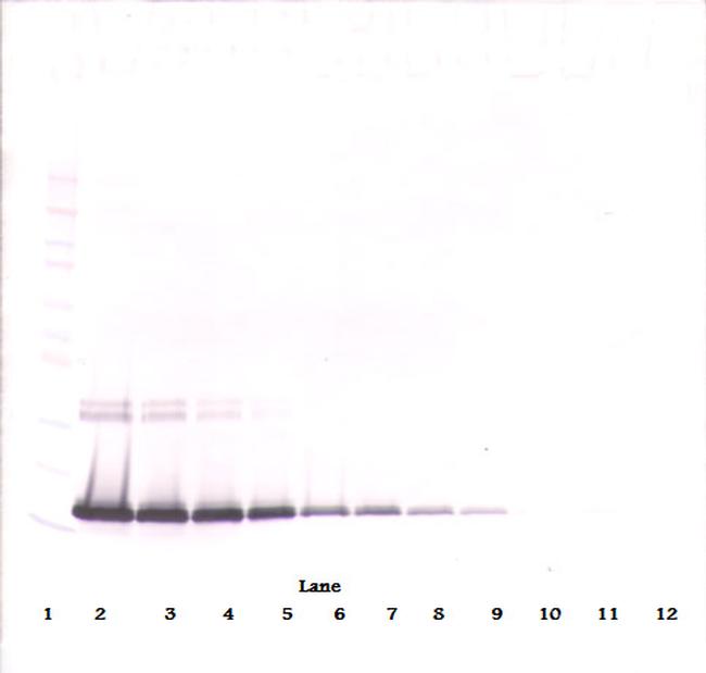 IL-2 Antibody in Western Blot (WB)