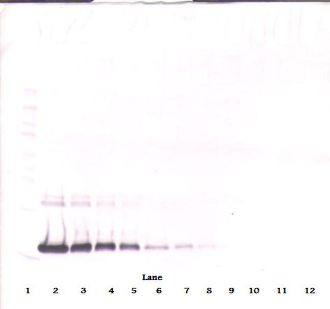 IL-2 Antibody in Western Blot (WB)