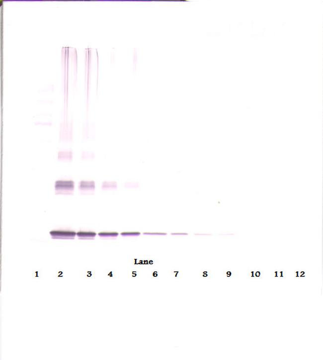 IL-10 Antibody in Western Blot (WB)