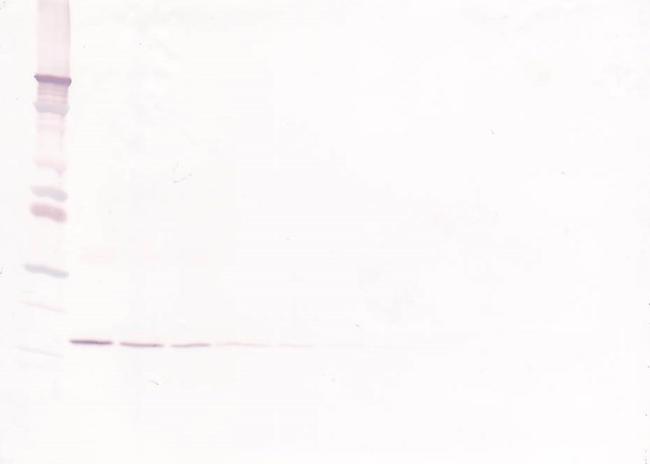 IL-10 Antibody in Western Blot (WB)