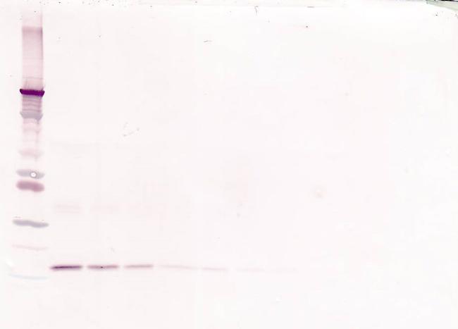 IL-10 Antibody in Western Blot (WB)