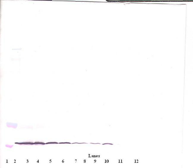 Eotaxin Antibody in Western Blot (WB)