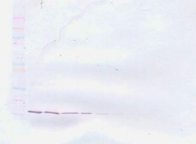 TNF alpha Antibody in Western Blot (WB)