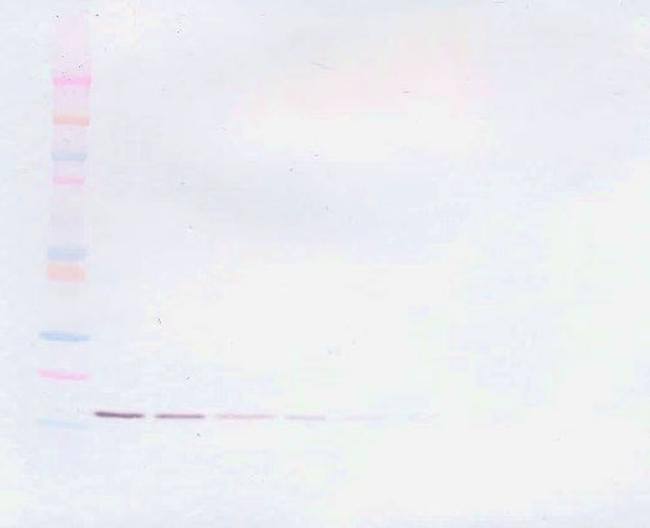 TNF alpha Antibody in Western Blot (WB)