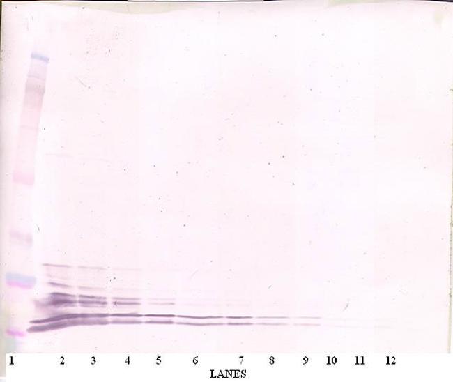 Leptin Antibody in Western Blot (WB)