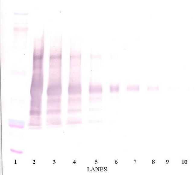 Leptin Antibody in Western Blot (WB)