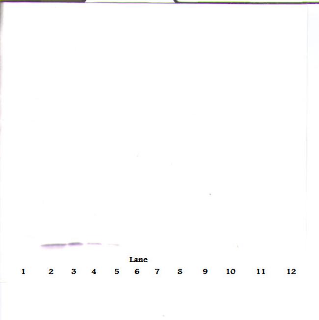 Eotaxin 2 Antibody in Western Blot (WB)