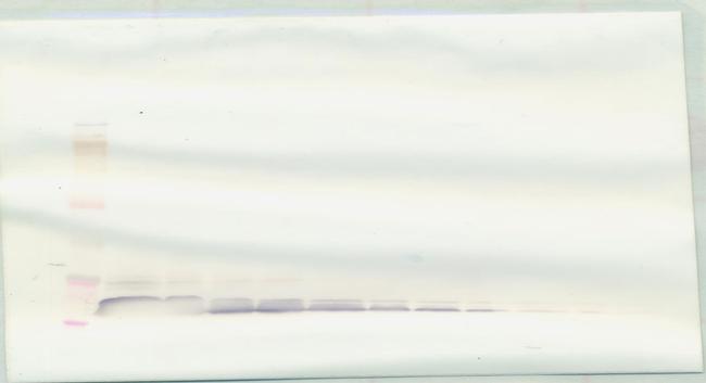 Eotaxin 3 Antibody in Western Blot (WB)