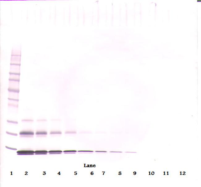 CCL16 Antibody in Western Blot (WB)