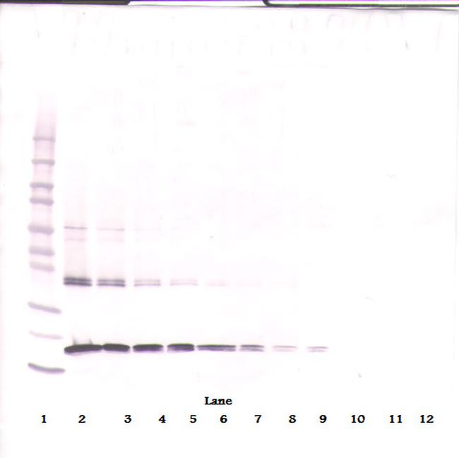 TRAIL (soluble) Antibody in Western Blot (WB)