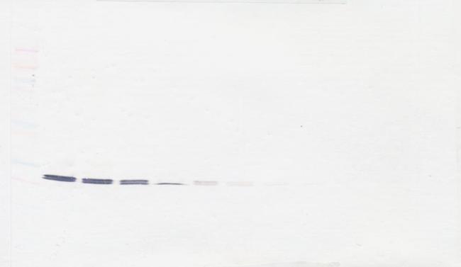 CRP Antibody in Western Blot (WB)